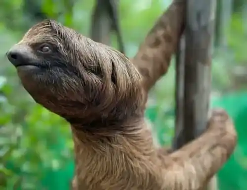 Image d’un paresseux symbolisant la lenteur d’un site web et les pertes de conversion dues aux temps de chargement.